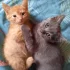 Котята ищут дом