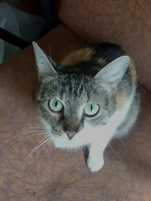 Ласковая кошечка