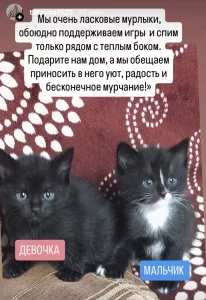 Котята