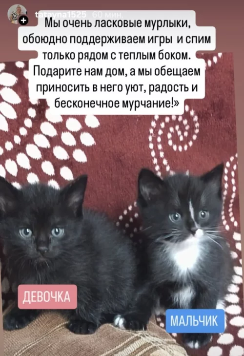 Котята