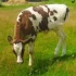 Тёлочка 4-е месяца (корова)