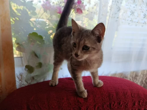 Котенок