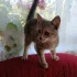 Котенок
