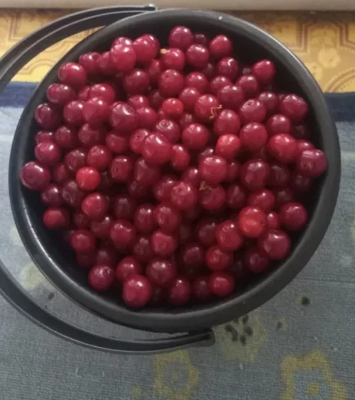 Вишня