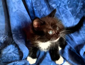 Отдам котят