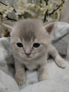 Котята породы шотландской вислоухой