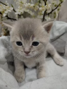 Котята породы шотландской вислоухой