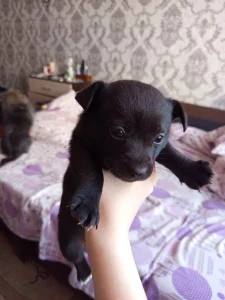 Отдам щенков