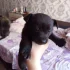 Отдам щенков