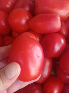 Томат пальчик грунтовой