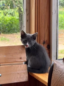 Котята в дар