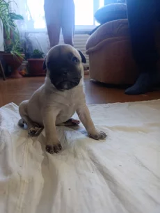 Щенки американский стаффордширский терьер