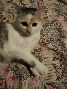 Пушистые и ласковые кошечки ищут свой дом.