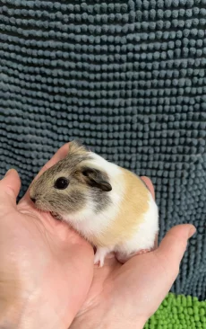 Морская свинка самка