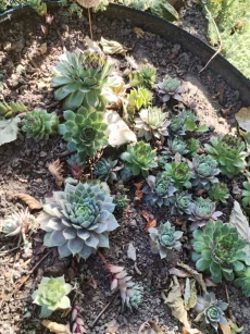 Многолетники