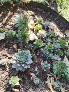 Многолетники