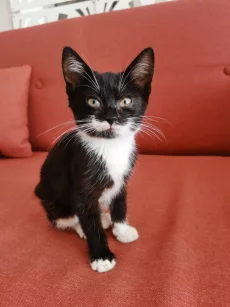 Ищем дом для котенка