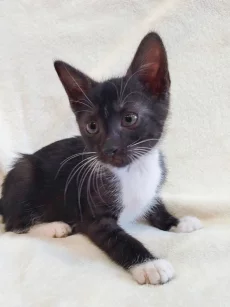 Котёнок девочка