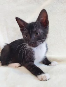 Котёнок девочка