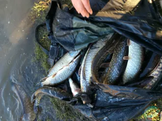 В Бобруйском районе завершилось зарыбление