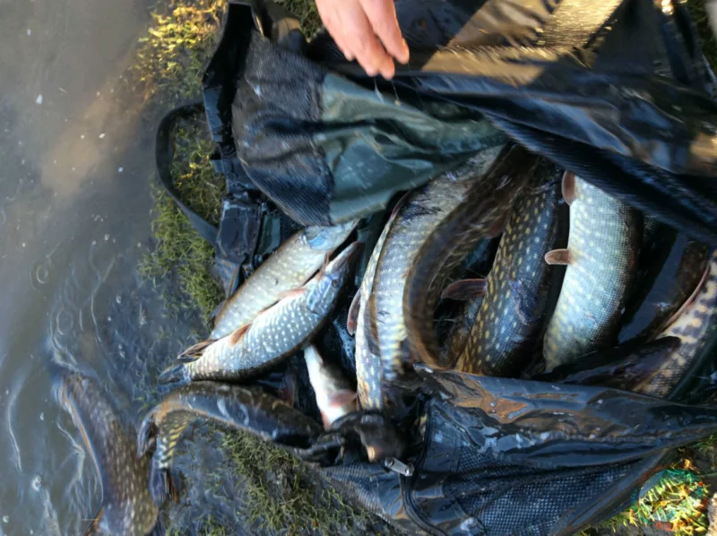 В Бобруйском районе завершилось зарыбление