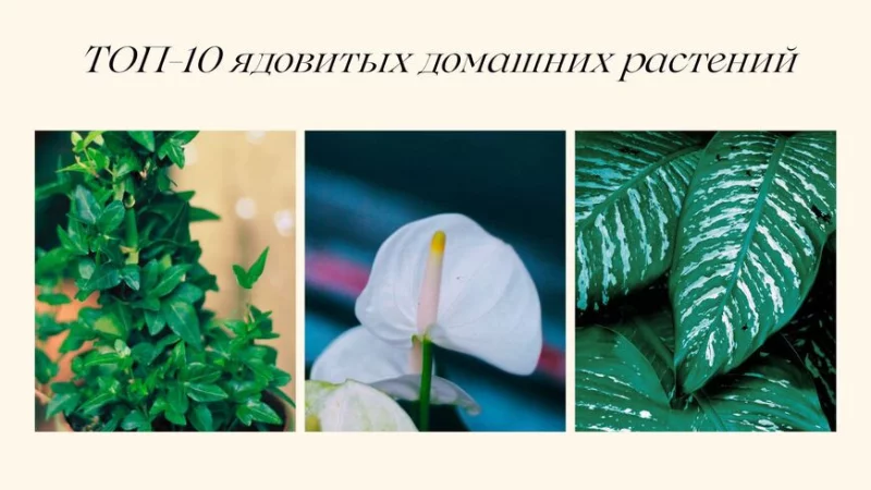 ТОП-10 ядовитых домашних растений, которые могут быть и на вашем подоконнике