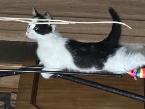 Котенок бесплатно