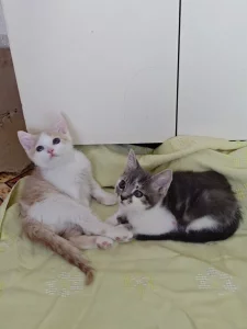 Красивые Котята