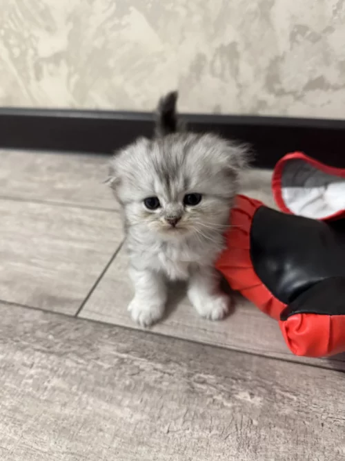 Вислоухие котята (БРОНЬ)