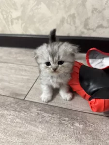 Вислоухие котята (БРОНЬ)