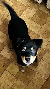 Щенки Ротски (Rottsky)