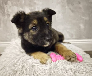 Девчонки ищут дом