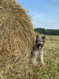 Собака (щенок до года)