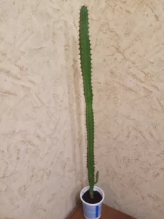 Молочай трехгранный