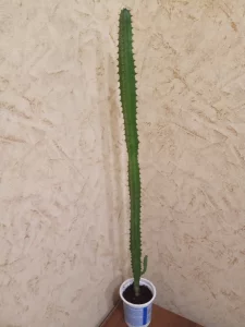 Молочай трехгранный