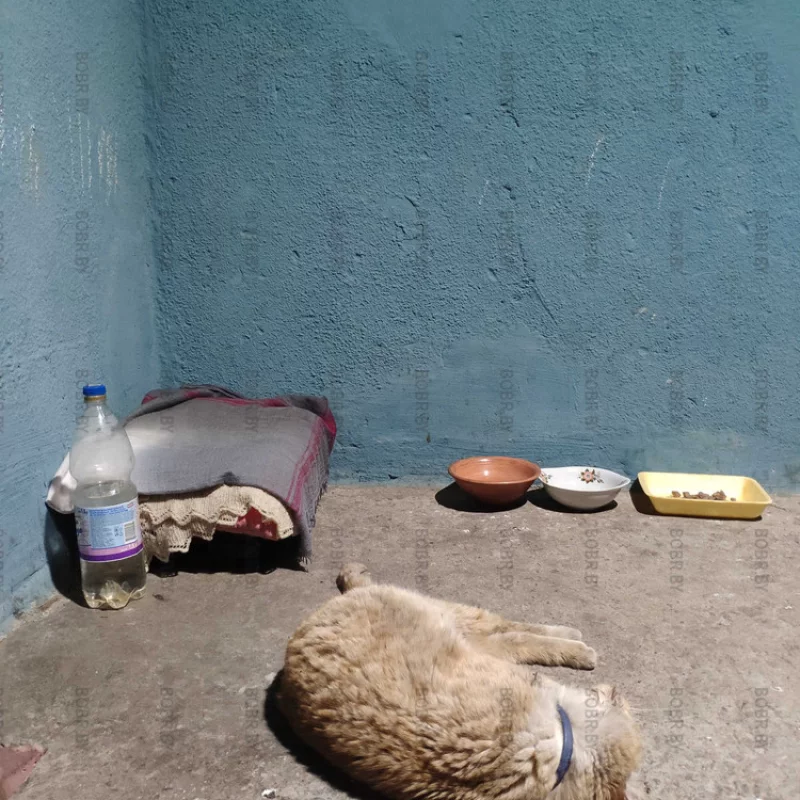 Кошкин дом