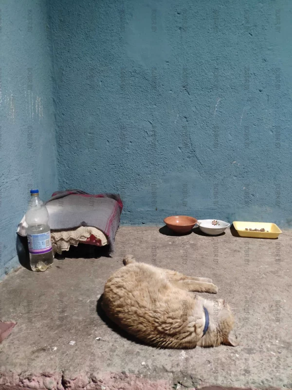 Кошкин дом