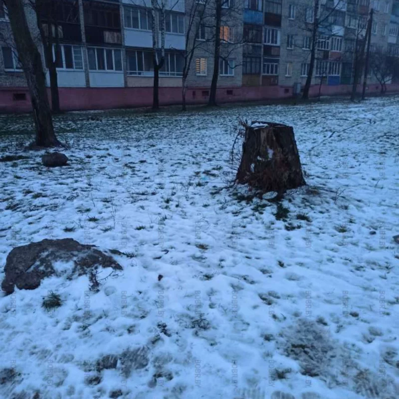 Пни - это святая память о дереве