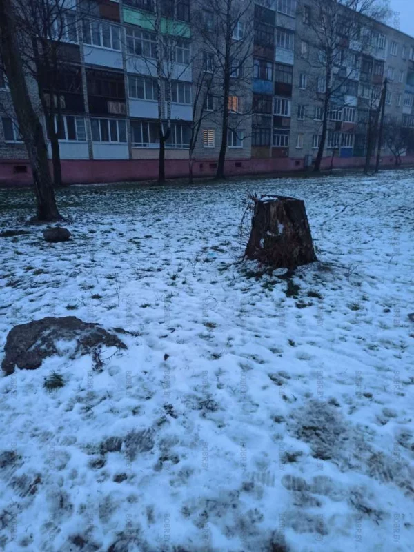 Пни - это святая память о дереве