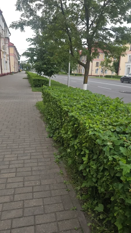 Подровняли кусты на Минской