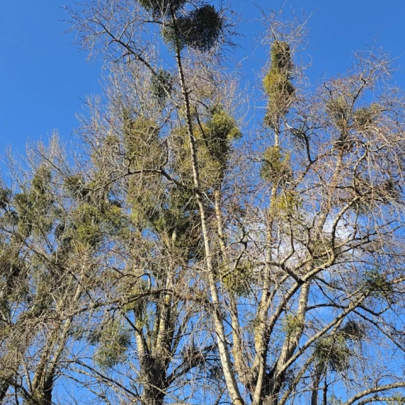 Подскажите пожалуйста, какая служба должна заниматься очисткой деревьев от паразитического растения омела?