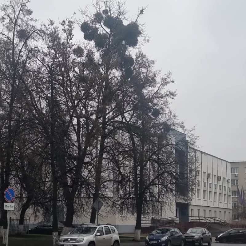 шарики на дереве, это паразитическое растение омела, с которым как будто бы должны бороться коммунальные службы