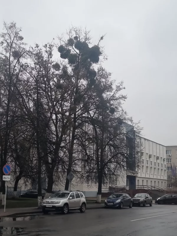 шарики на дереве, это паразитическое растение омела, с которым как будто бы должны бороться коммунальные службы