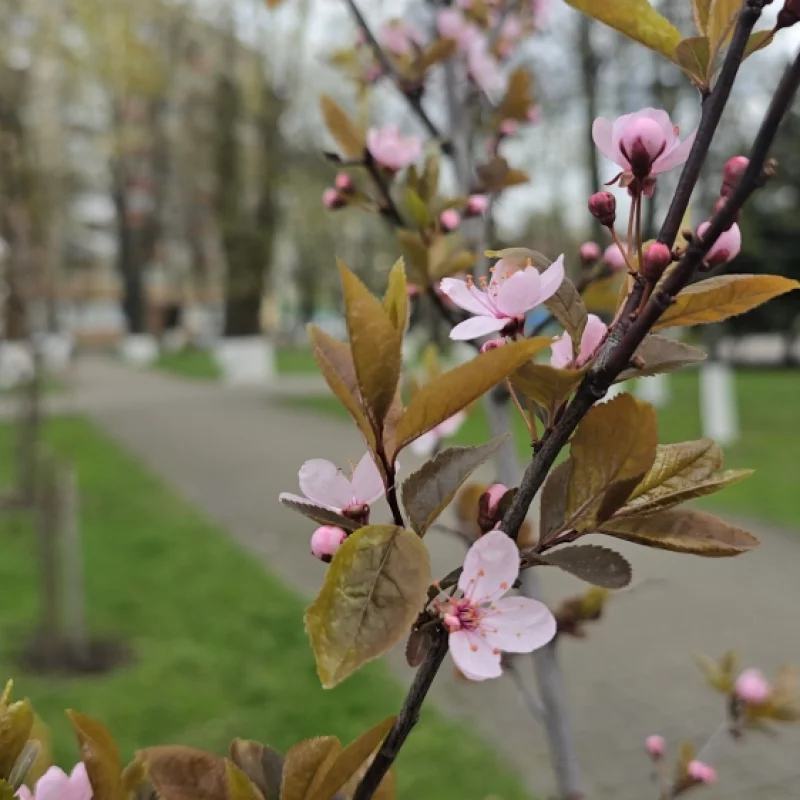 Сакура зацвела