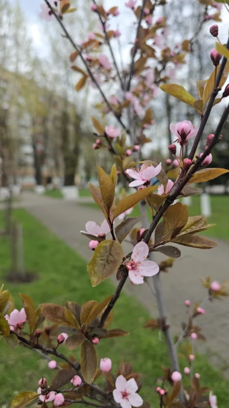 Сакура зацвела