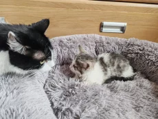 Котенок