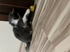 Пушистая кошечка- хвостик