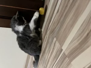 Пушистая кошечка- хвостик