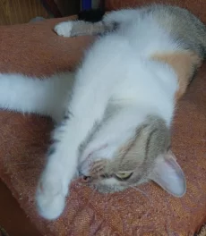 Ласковая кошечка