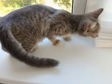 Котенок